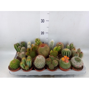 Cactus   ...mix