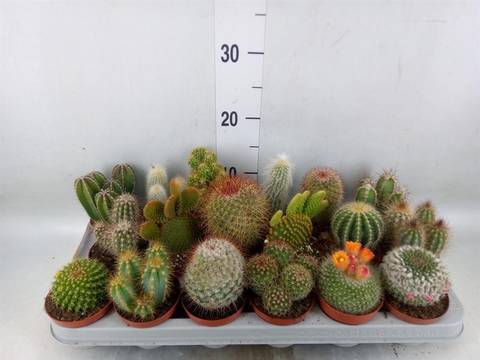 <h4>Cactus   ...mix</h4>