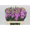 Matthiola Iron Pink