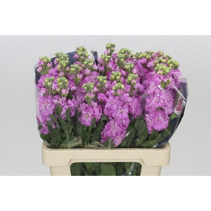 Matthiola Iron Pink