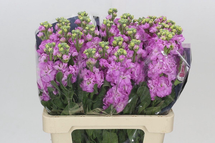 Matthiola Iron Pink