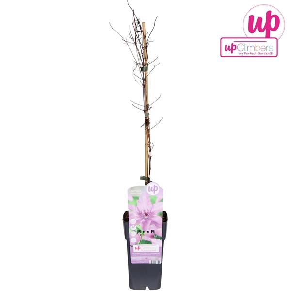 <h4>Clematis Jackmanii 'Hagley Hybrid'</h4>