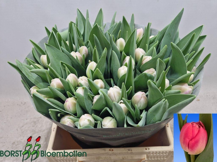 <h4>Tulipa do voque</h4>