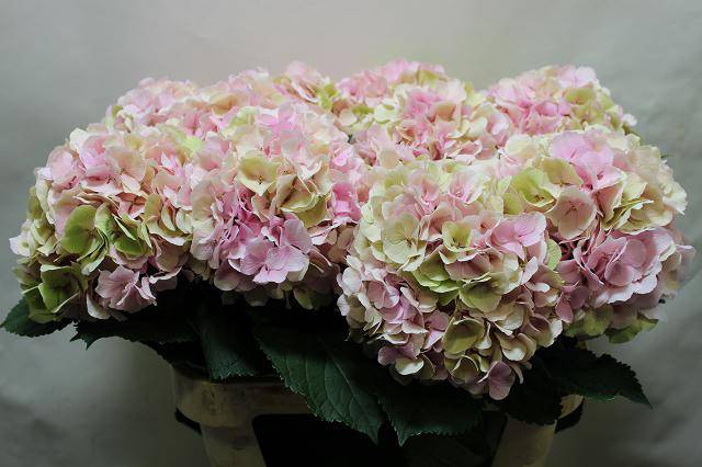 <h4>HYDR M CH VERENA CL</h4>