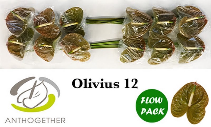 <h4>Anth A Olivius Flow Pack Bouman</h4>