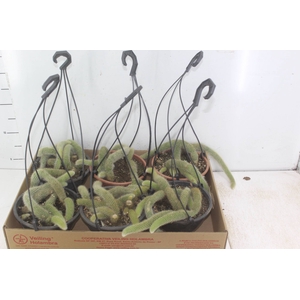 CACTUS RABO MACACO C18