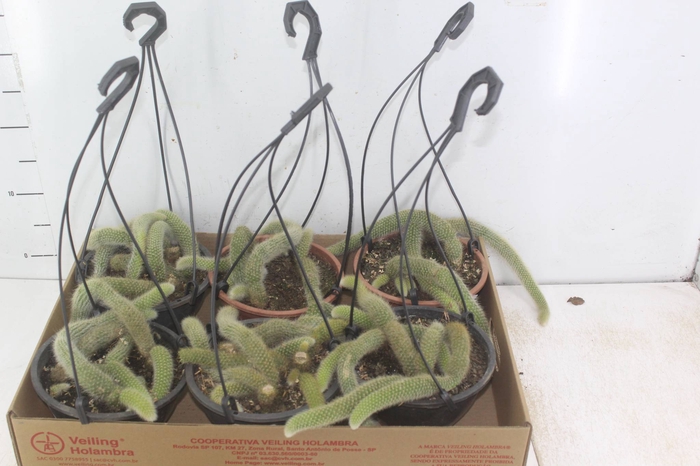 <h4>CACTUS RABO MACACO C18</h4>