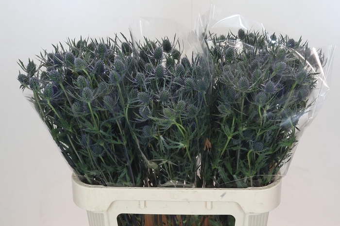 <h4>Eryngium Blue Dynamite</h4>