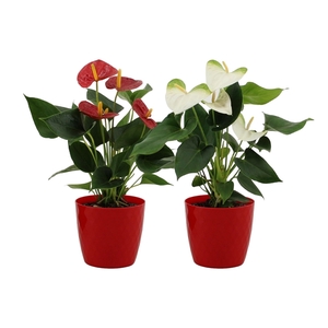 Anthurium red&white mix in Crystal red plastic