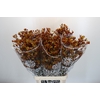 Anigozanthos Gold Fever