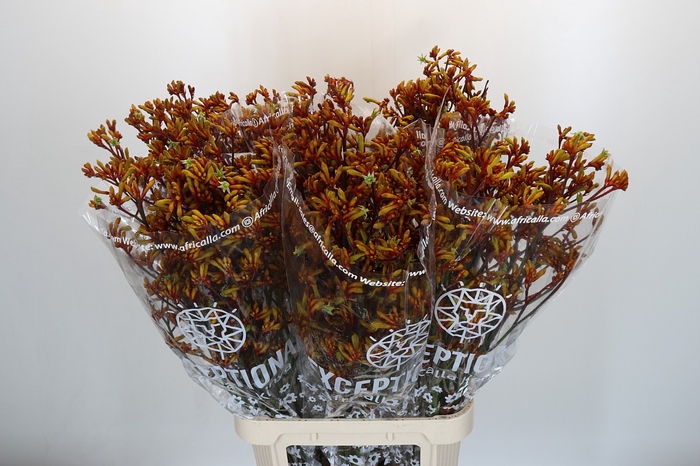 <h4>Anigozanthos Gold Fever</h4>