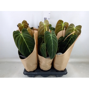 Philodendron melanochrysum