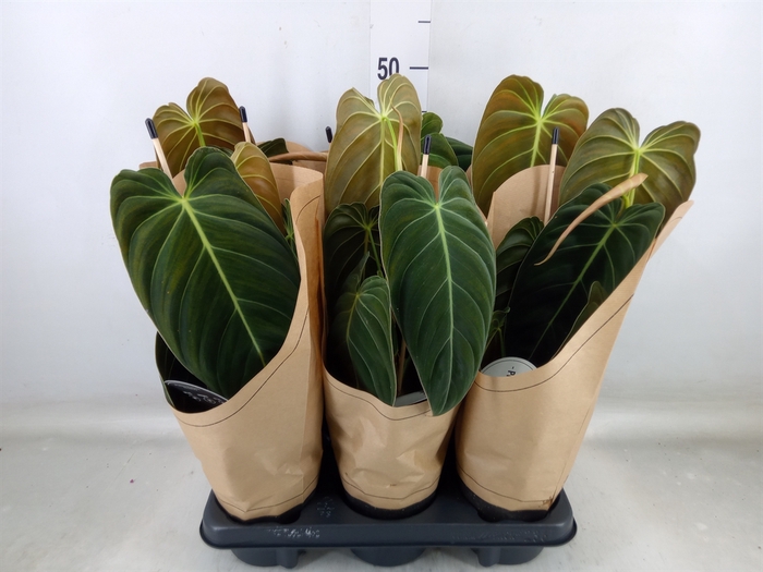 <h4>Philodendron melanochrysum</h4>