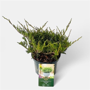 Juniperus h. 'Agnieszka'