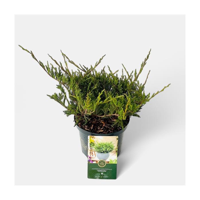 <h4>Juniperus h. 'Agnieszka'</h4>