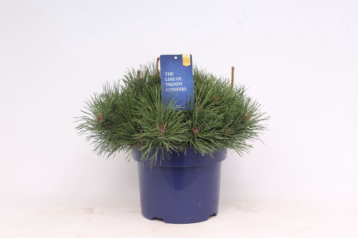 <h4>Pinus mugo subsp. mugo</h4>