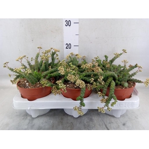 Crassula marnieriana