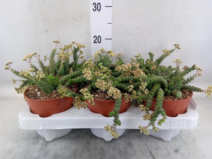<h4>Crassula marnieriana</h4>