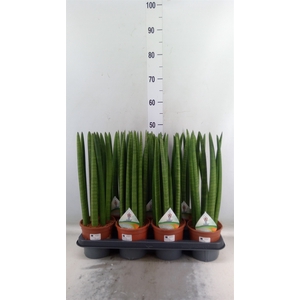 Sansevieria cyl.  ...