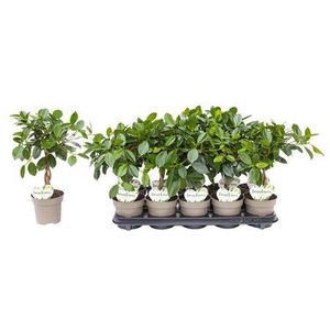 Ficus Microcarpa Maya