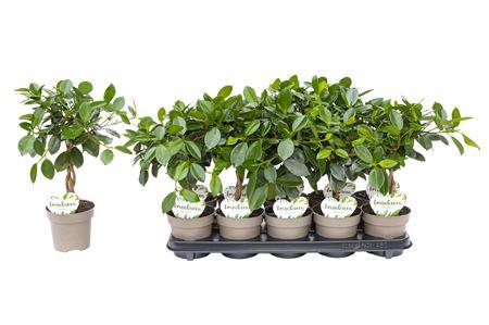 <h4>Ficus Microcarpa Maya</h4>
