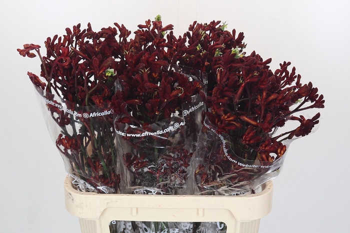 <h4>Anigozanthos Early Spring</h4>