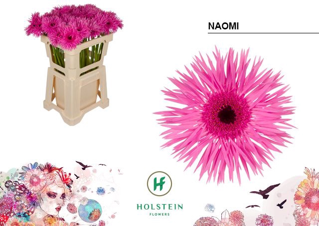 <h4>Gerbera Spider Naomi Water x40</h4>