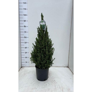 Picea Gl December