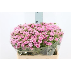 Di Barb Doblino Fans X50