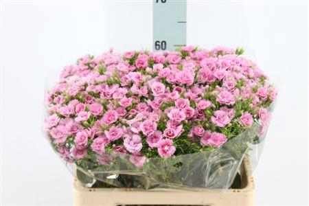 <h4>Di Barb Doblino Fans X50</h4>