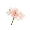 Amaryllis Pink Light
