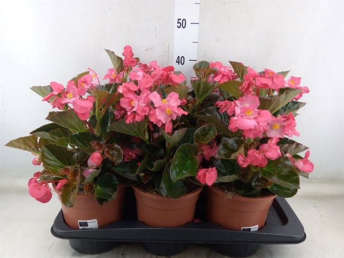 <h4>Begonia  'Big Rose wBronze Leaf'</h4>