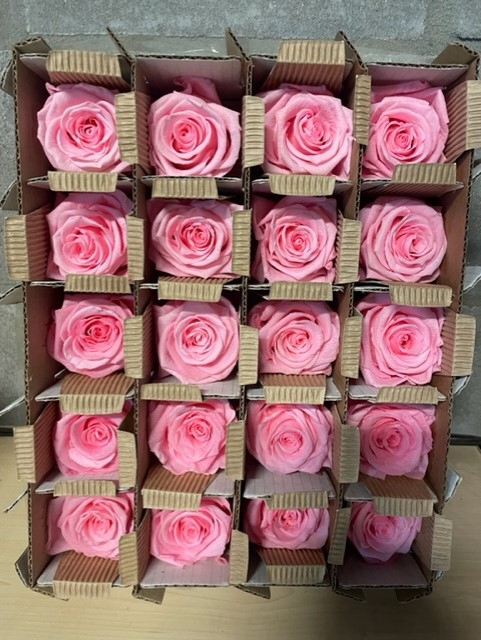 Roos bulk roze