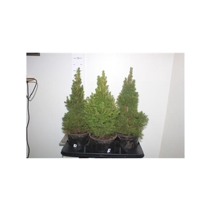 Picea Gl Conica Green