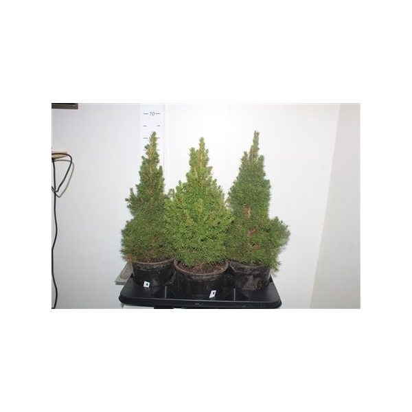 <h4>Picea Gl Conica Green</h4>