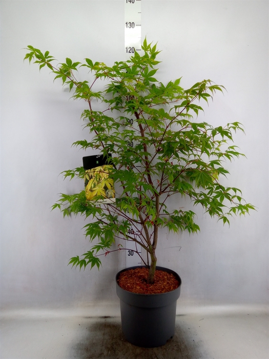 <h4>Acer palmatum 'Osakazuki'</h4>