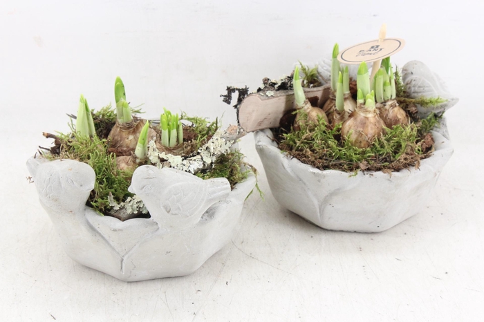 <h4>arr4 Narcis PL - Vogelbadje kl. 338/6</h4>