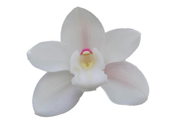 <h4>CYMB T POMPEI</h4>