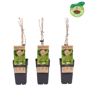 Ribes uva-crispa Hinnonmäki Grön