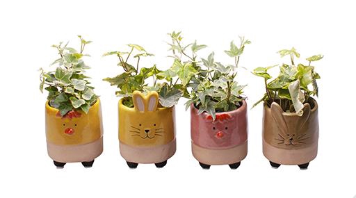 HEDERA HELIX P6 L 689