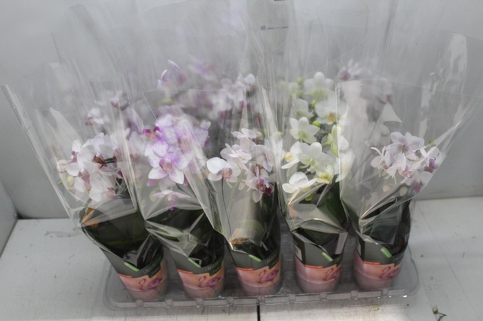 <h4>PHALAENOPSIS CASCATA P09</h4>