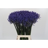 Agapanthus Dr Brouwer