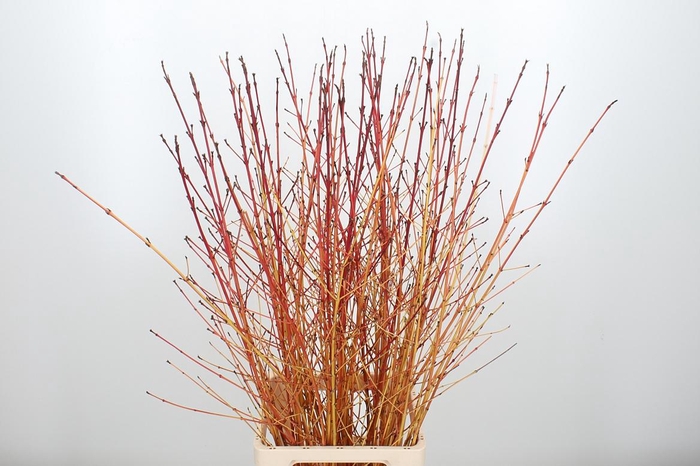 <h4>Cornus Winter Beach</h4>