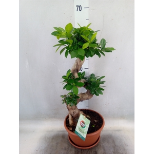 Ficus microcarpa 'Ginseng'