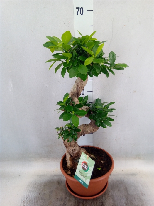 <h4>Ficus microcarpa 'Ginseng'</h4>