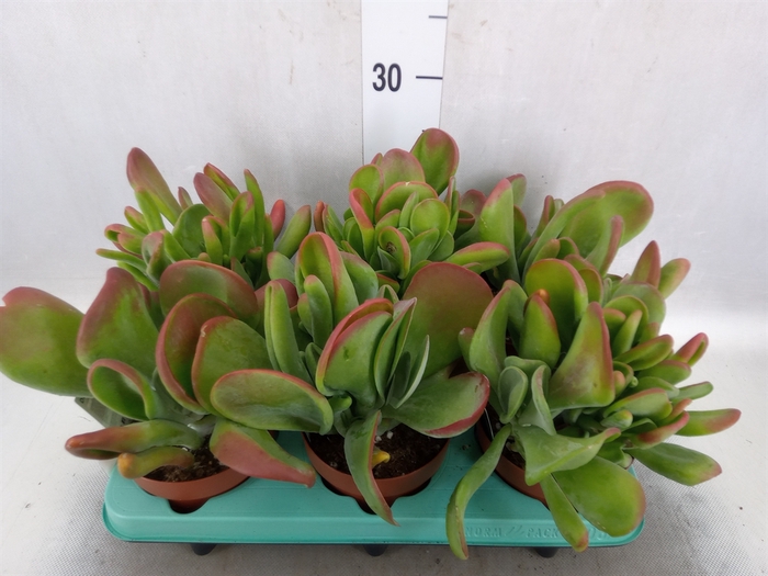 <h4>Kalanchoe NF   ...</h4>