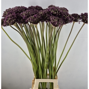 ALLIUM  MIAMI
