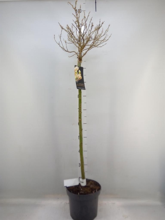 <h4>Salix helvetica</h4>