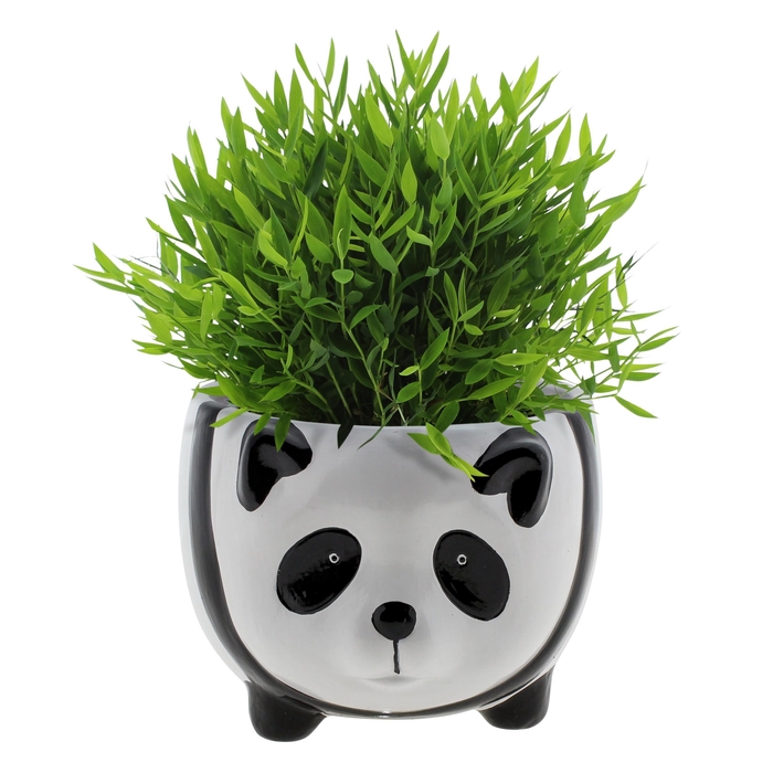 <h4>Bambusa Pogonatherum 'Monica in Panda keramiek</h4>