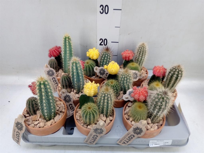 <h4>Arr. Cactus L%</h4>